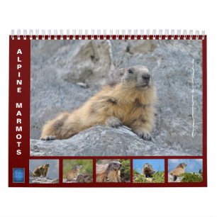 Calendário 12 meses de marmotas alpinas