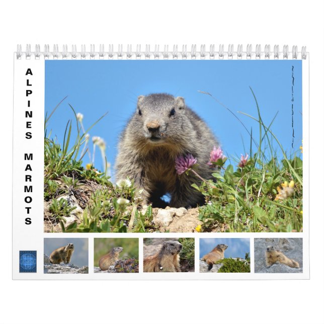 Calendário 12 meses de marmotas alpinas (Capa)