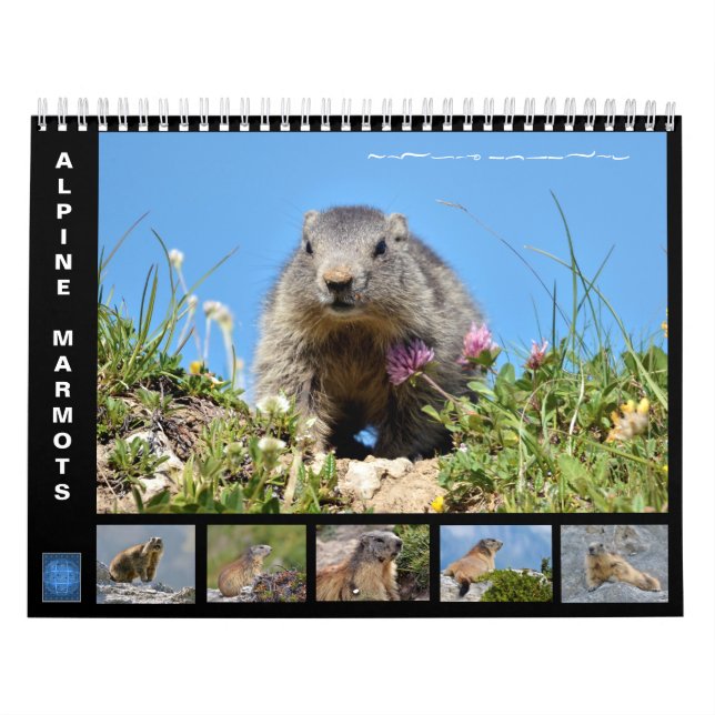 Calendário 12 meses de marmotas alpinas (Capa)