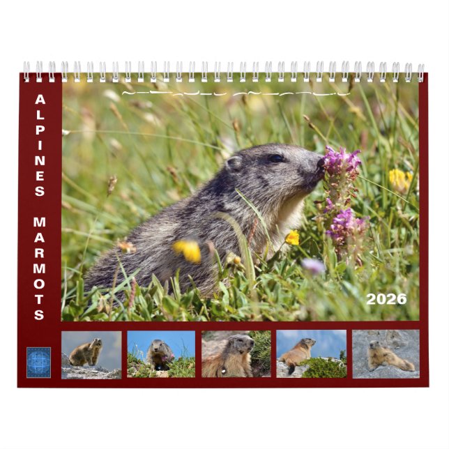 Calendário 12 meses de marmotas alpinas 2025 (Capa)