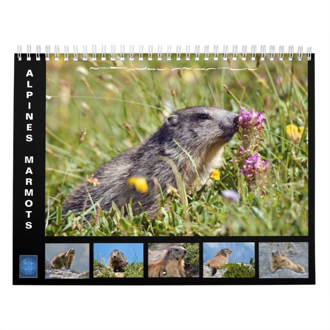 Calendário 12 meses de marmotas alpinas 2025 (Capa)