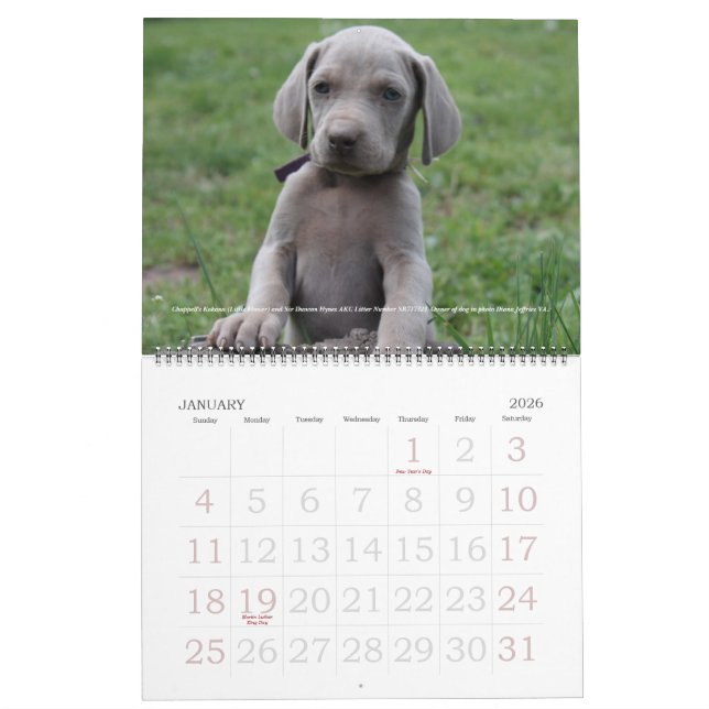 Calendário 1 de Weimaraner (Jan 2026)