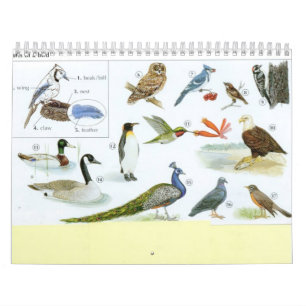Calendário 1 do pássaro