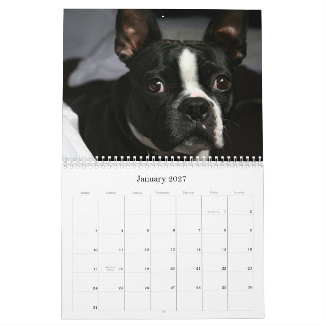 Calendário 2009 de Boston Terrier (Jan 2027)