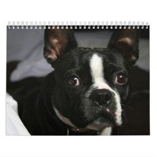 Calendário 2009 de Boston Terrier