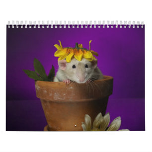 calendário 2011 do rato