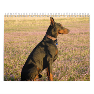 Calendário 2013 do Doberman