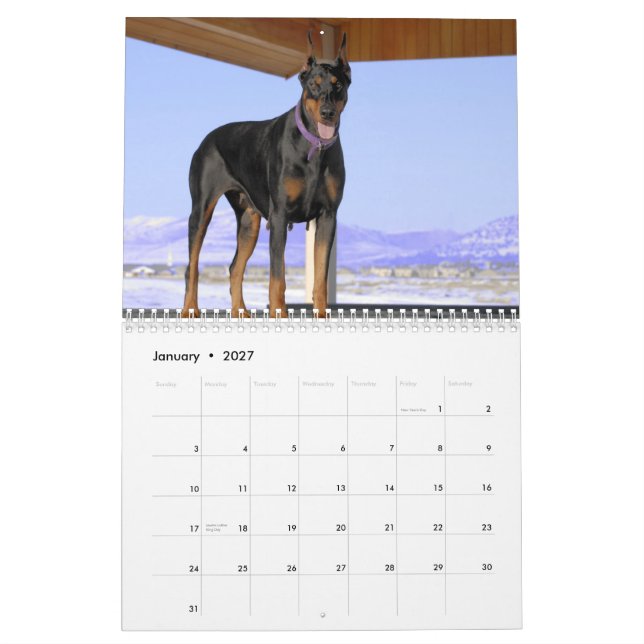 Calendário 2013 do Doberman (Jan 2027)