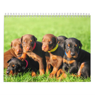 Calendário 2013 do filhote de cachorro do Doberma