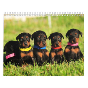 Calendário 2013 do filhote de cachorro do Doberma