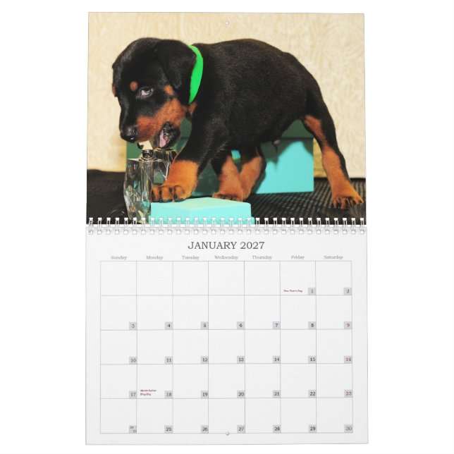 Calendário 2013 do filhote de cachorro do Doberman (Jan 2027)