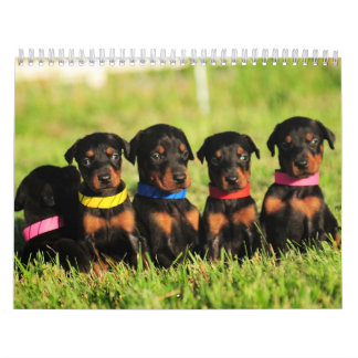 Calendário 2013 do filhote de cachorro do Doberman