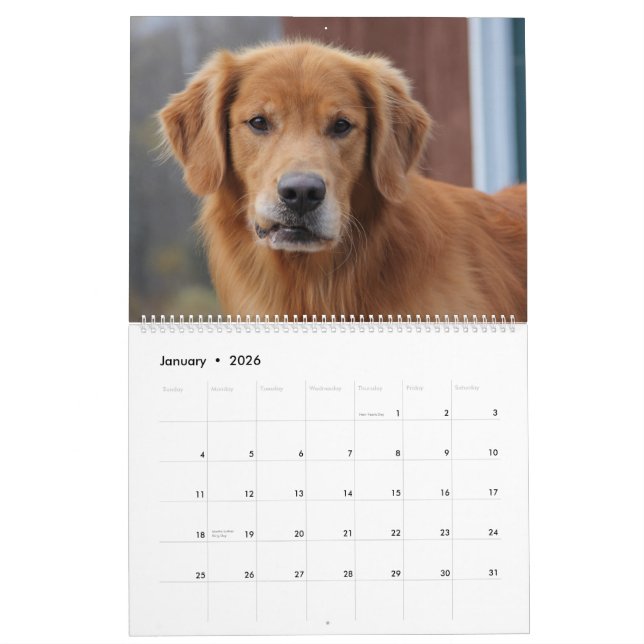 Calendário 2015 8 golden retriever Caledar da milha (Jan 2026)