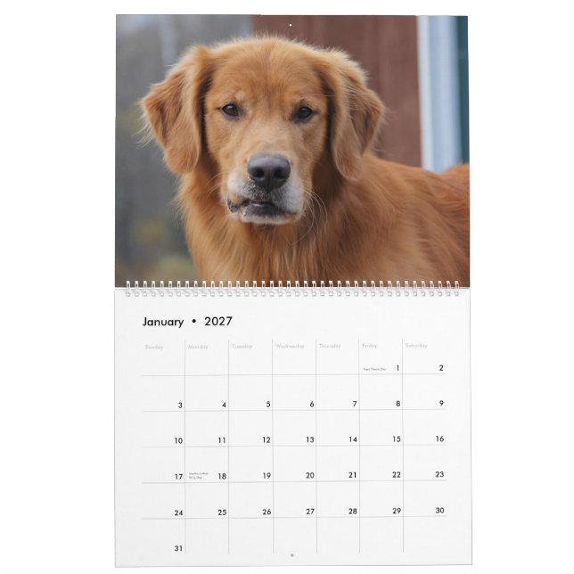 Calendário 2015 8 golden retriever Caledar da milha (Jan 2027)