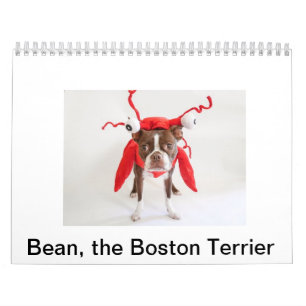 Calendário 2015 de Boston Terrier