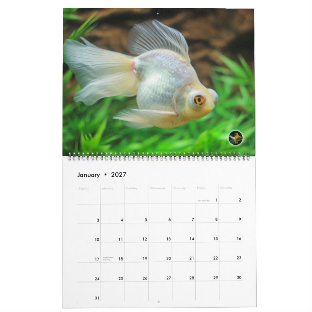 Calendário 2016 desproporcionado do peixe dourado (Jan 2027)