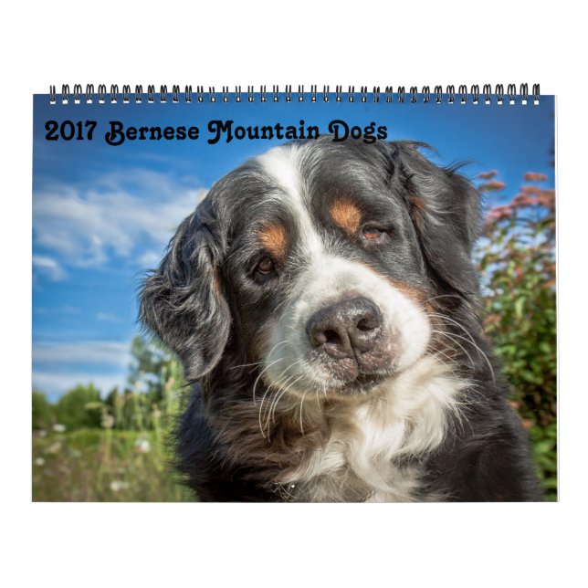 Calendário 2017 dos cães de montanha de Bernese (Capa)