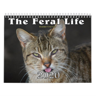 Calendário 2020 Dos Gatos Feral, A Vida Selvagem