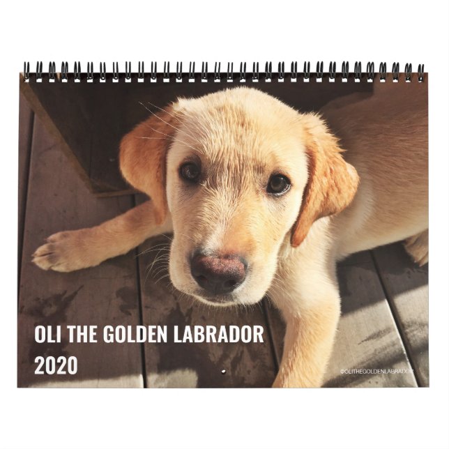 Calendário 2020 Oli o Ouro Labrador (Capa)