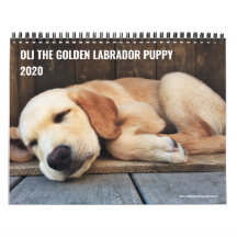 2020 Oli o Ouro Labrador Puppy