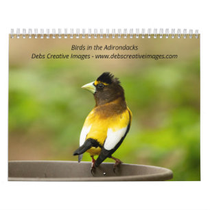 Calendário 2022 Aves nos Adirondacks