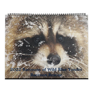 Calendário 2022 Wild Blue Yonder Raccoon Rescue