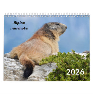 Calendário 2023 das marmotas alpinas