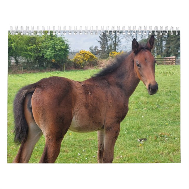 Calendário 2023 Mares e potros de raça pura (Capa)