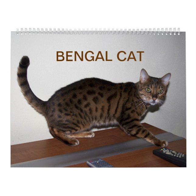 Calendário 2025 Gorgeous Bengal Cats (Capa)