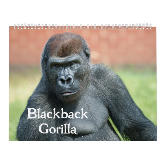 Calendário 2026 Blackback Gorilla (Capa)