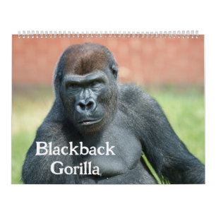Calendário 2026 Blackback Gorilla