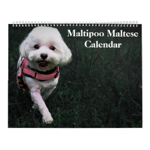 Calendário 2026 Maltipoo Maltês