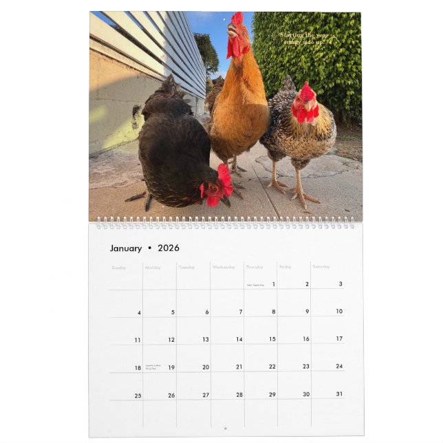 Calendário 2026 Neighborhood Chicken Calendar - Large (Jan 2026)