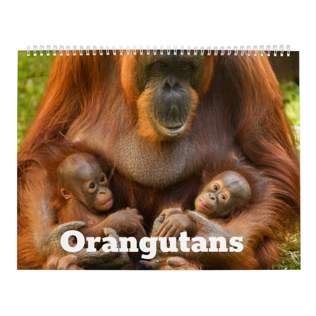 Calendário 2026 Orangutan Treasures: Um Ano de Gentiladores (Capa)