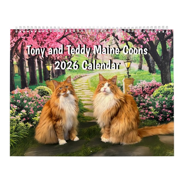 Calendário 2026 Tony and Teddy Maine Coons Calendar (Capa)