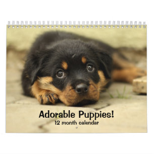 Calendário 2027 Cachorros Adoráveis Doze Meses de Cachorro