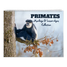 2027 Primatas e Pequenos Macacos
