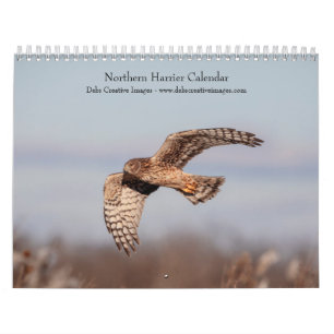 Calendário 2027 Tartaranhão-americano   Aves de Rapina
