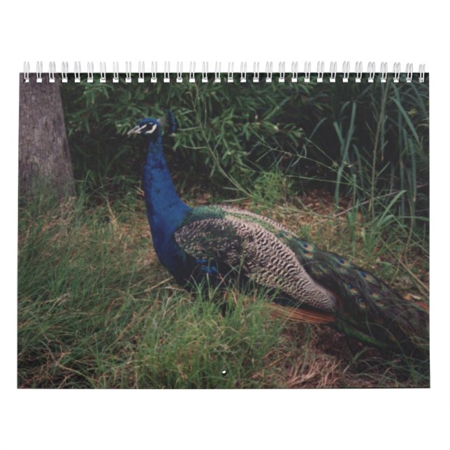 Calendário 5 do pássaro (Capa)