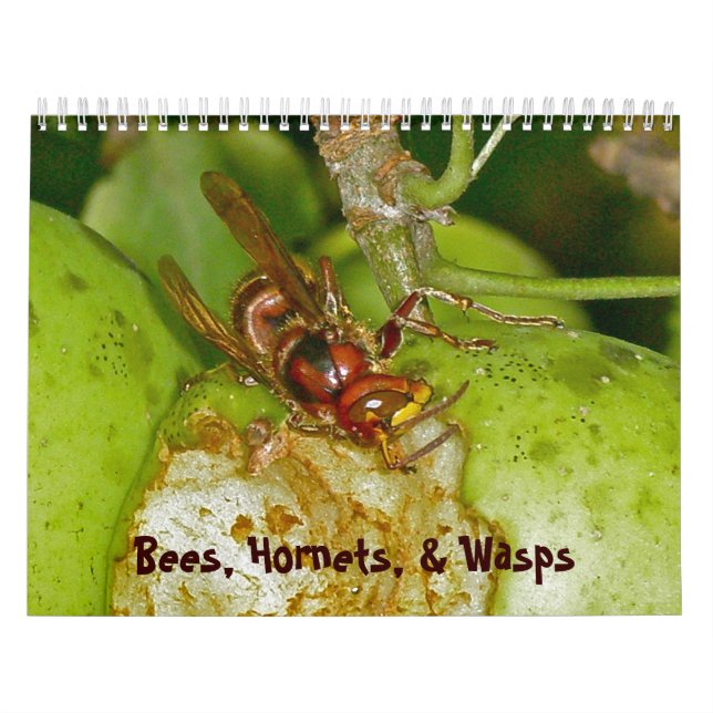 Calendário - Abelhas, Capas e Vassouras (Capa)