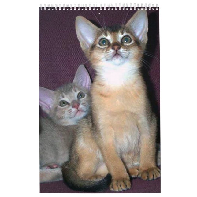 Calendário Abyssinian dos gatinhos e dos gatos (Capa)