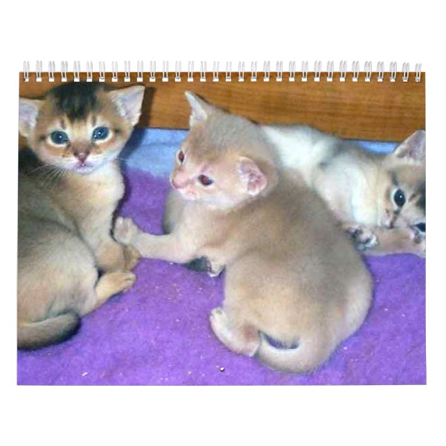 Calendário Abyssinian dos gatos (Capa)
