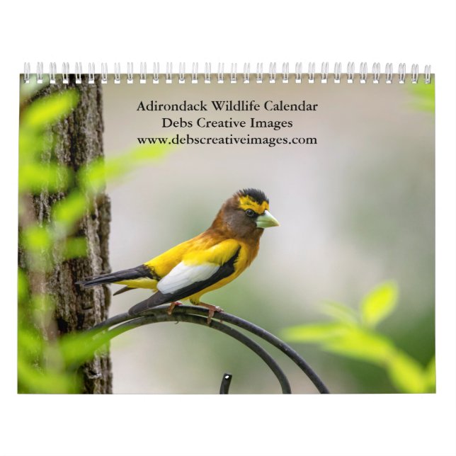 Calendário Adirondack Wildlife 2026 (Capa)