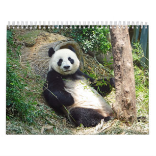 Calendário Adorável Panda Bears Belíssima Fotografia