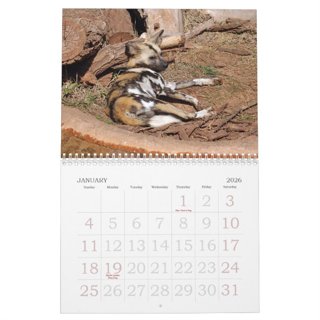 Calendário african-wild-dog-012, cão selvagem africano (Jan 2026)