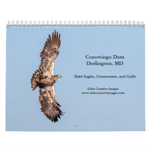 Calendário Águias-Carecas do Conowingo Dam 2027   Vida Selvag