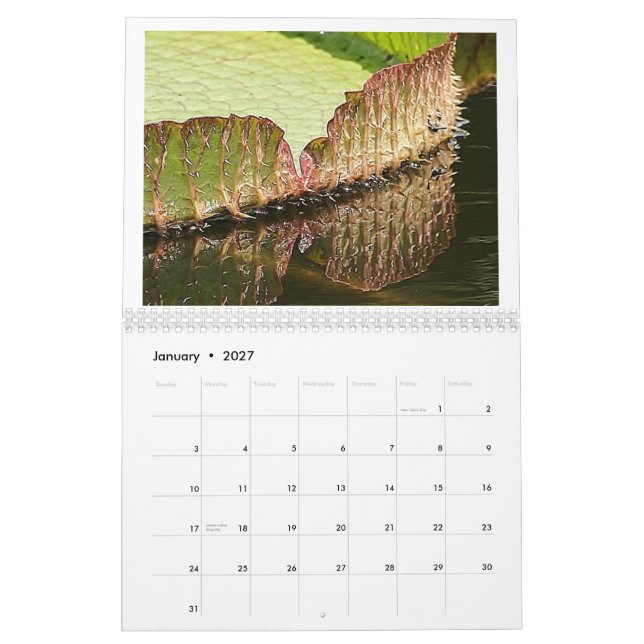 Calendário Almofadas de lírio gigantes 2013 (Jan 2027)
