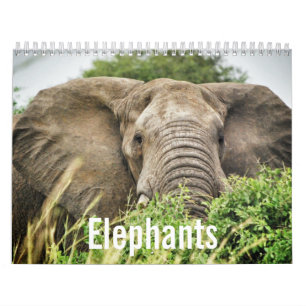 Calendário Amantes do elefante, fotografias da cor do