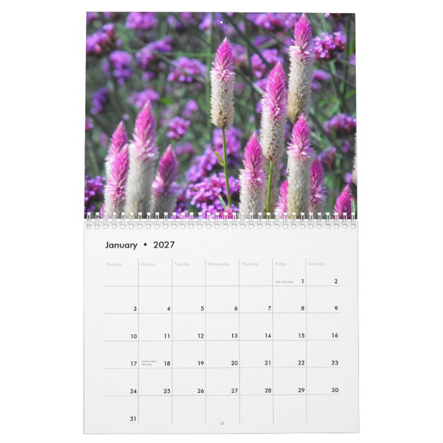 Calendário Amaryllis alaranjado (Jan 2027)