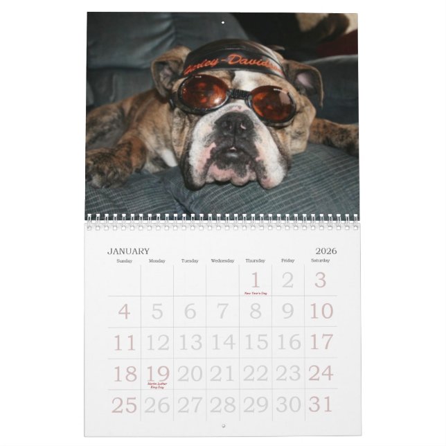 Calendário Ame esse buldogue Calander (Jan 2026)